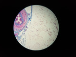 Adipose Connective Slides